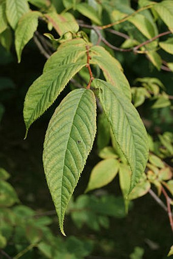 Maddenia hypoleuca