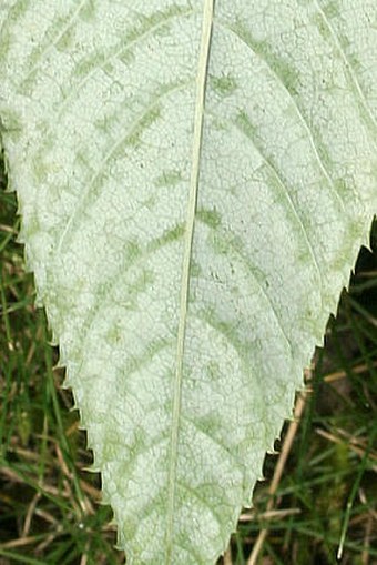 Prunus hypoleuca