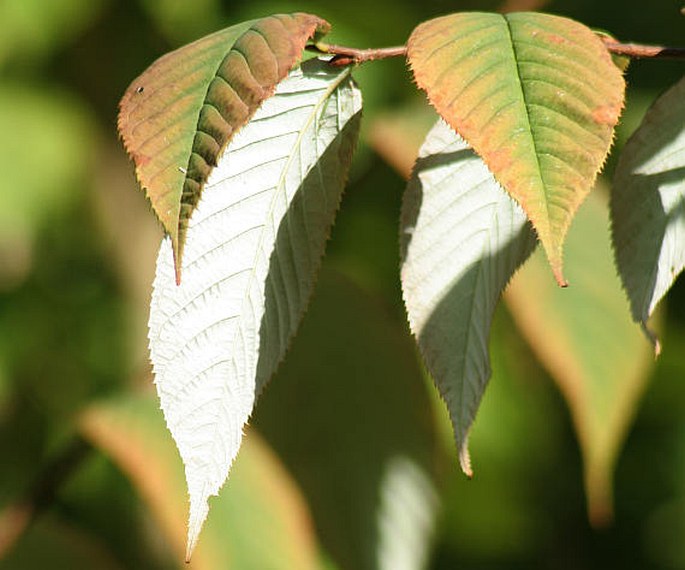 Prunus hypoleuca