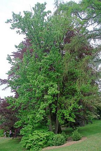 Magnolia acuminata