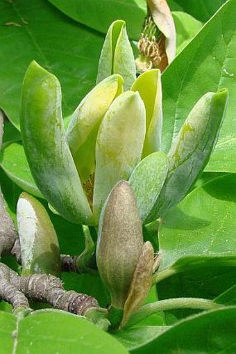 Magnolia acuminata