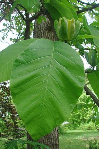 Magnolia acuminata