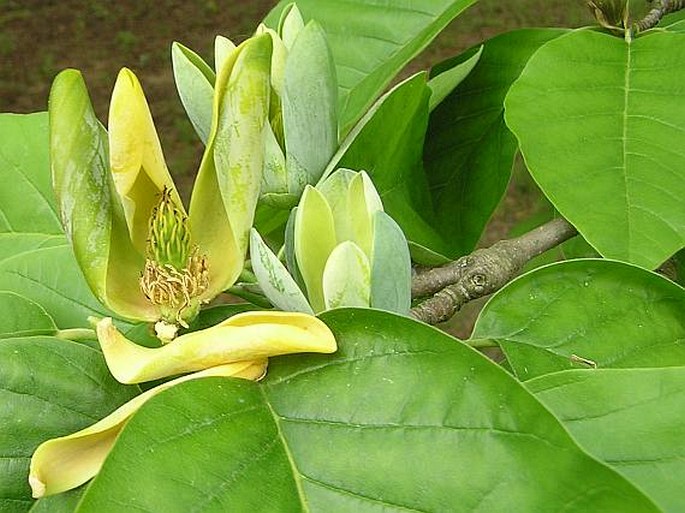 Magnolia acuminata