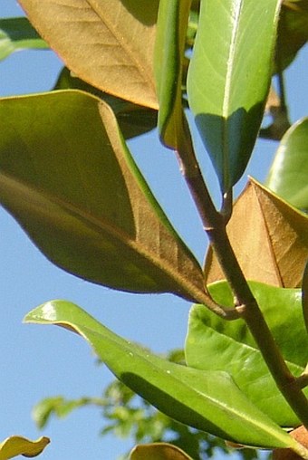 Magnolia grandiflora