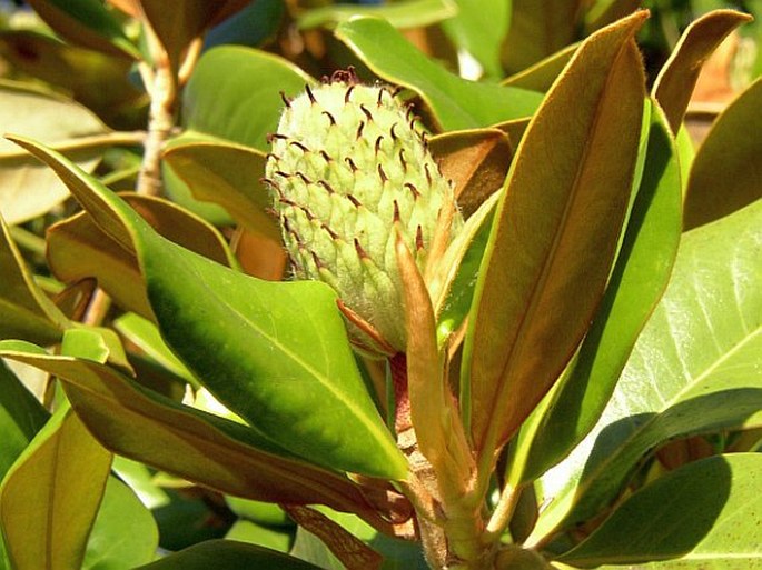 Magnolia grandiflora