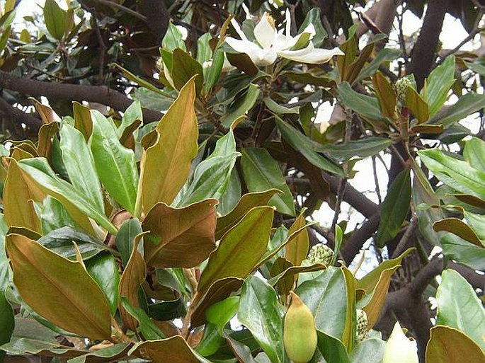 Magnolia grandiflora