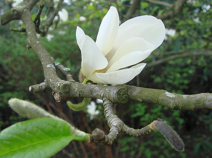 Magnolia kobus