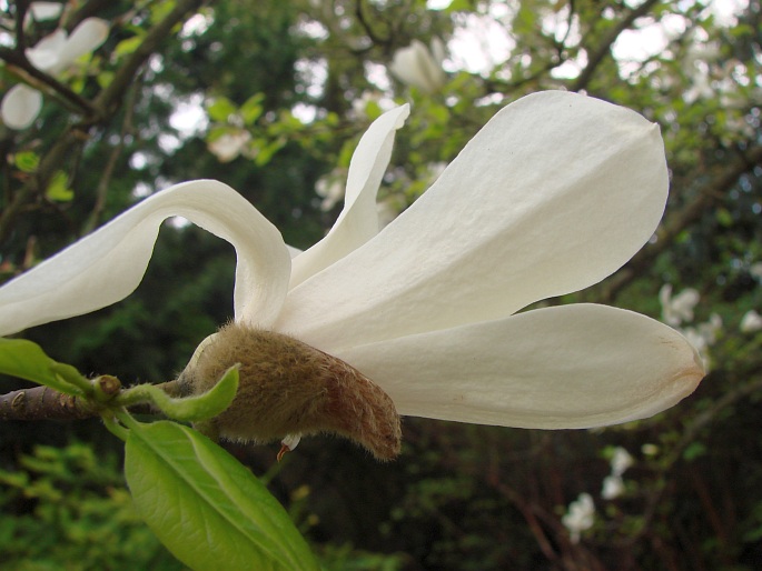 Magnolia kobus