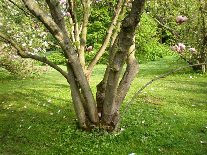 Magnolia × soulangeana