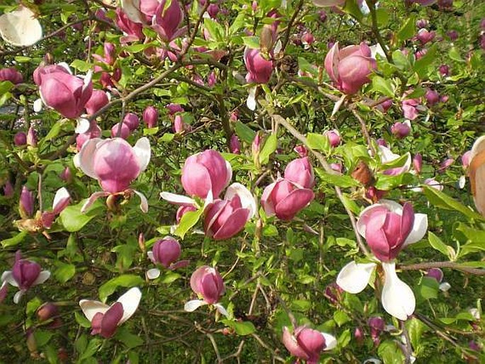 MAGNOLIA ×SOULANGEANA Soul.-Bod. – šácholan Soulangeův / magnolia Soulangeova