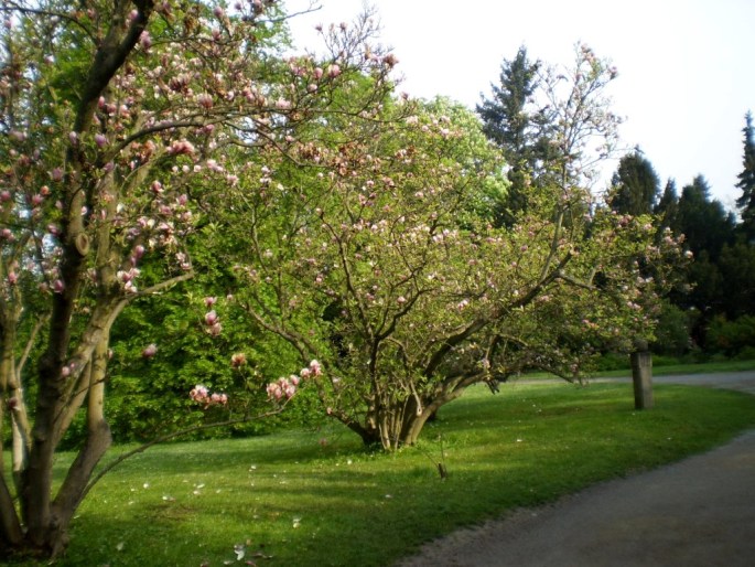 Magnolia × soulangeana