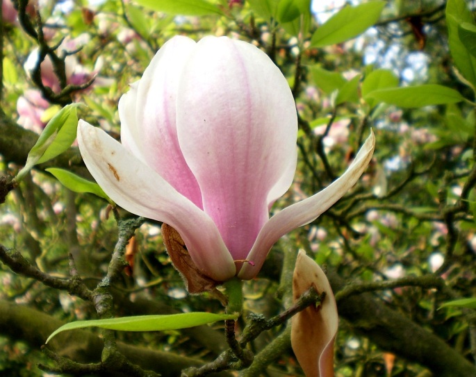 MAGNOLIA ×SOULANGEANA Soul.-Bod. – šácholan Soulangeův / magnolia Soulangeova