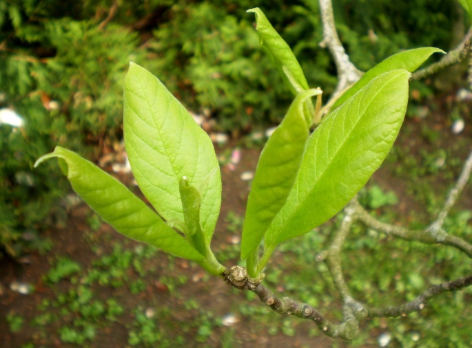 Magnolia × soulangeana