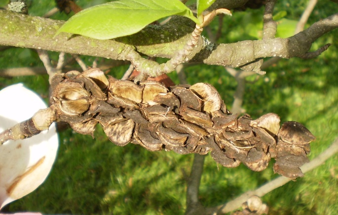 Magnolia × soulangeana