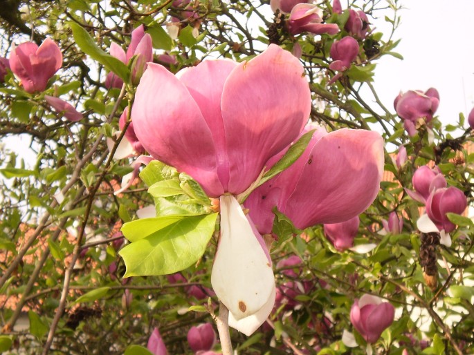 Magnolia × soulangeana