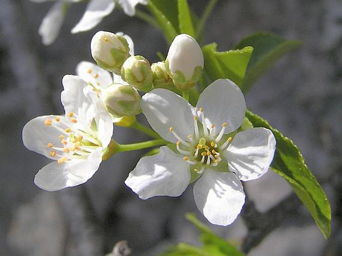 PRUNUS MAHALEB L. – mahalebka obecná / čerešňa mahalebková