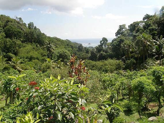 Le Jardin du Roy - Seychely, ostrov Mahé