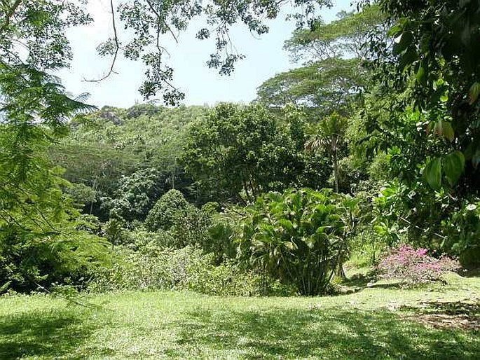 Le Jardin du Roy - Seychely, ostrov Mahé