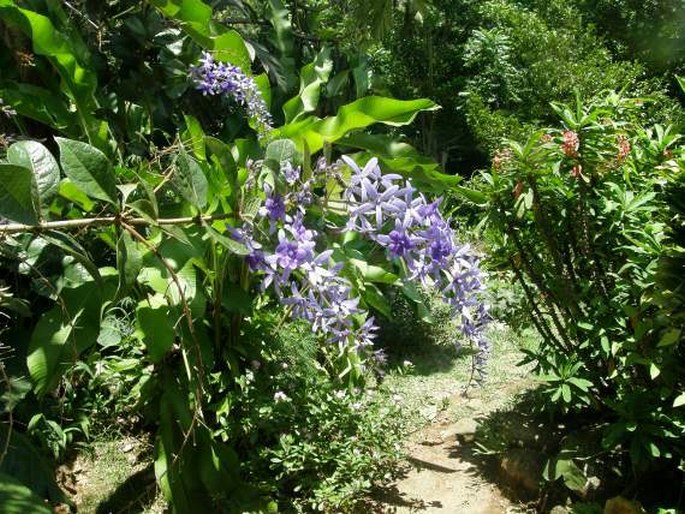 Le Jardin du Roy - Seychely, ostrov Mahé