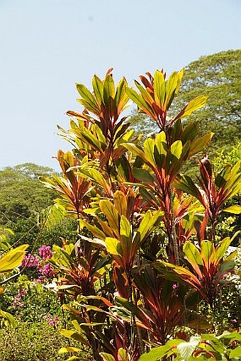 Le Jardin du Roy - Seychely, ostrov Mahé