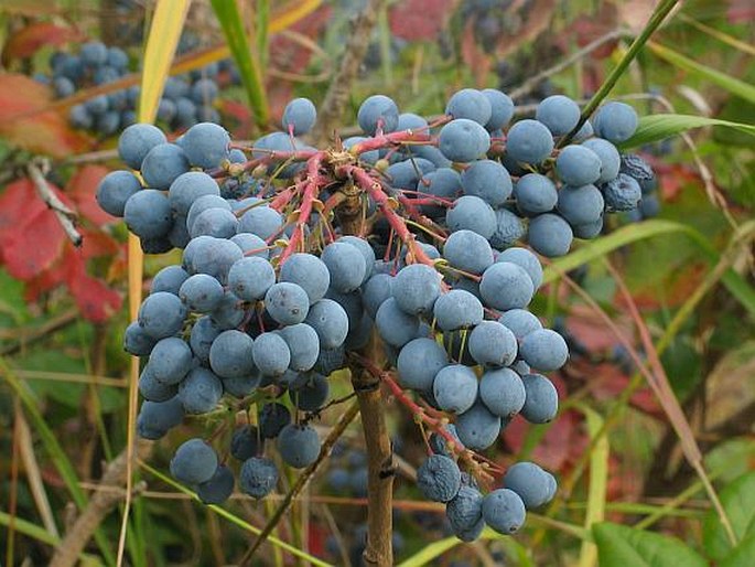 Mahonia aquifolium