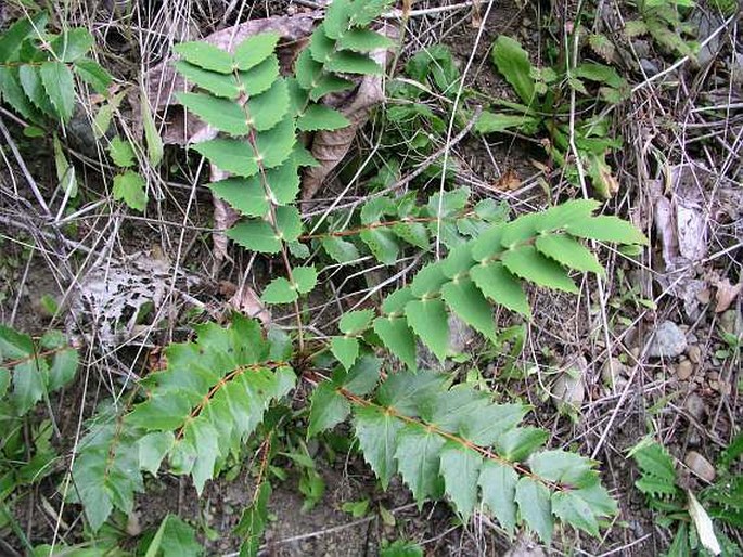 Mahonia nervosa