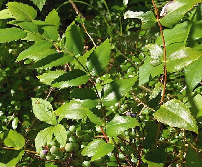 Mahonia nervosa