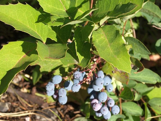 Mahonia repens