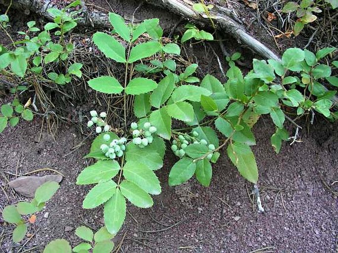 Mahonia repens