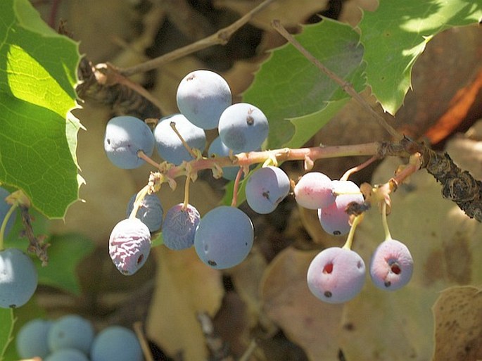 Mahonia repens