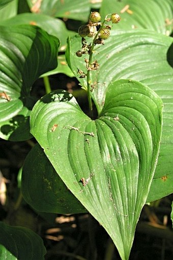 Maianthemum dilatatum