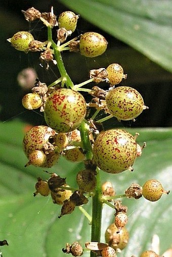 Maianthemum dilatatum