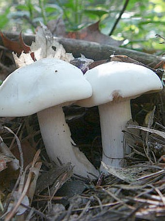 Calocybe gambosa