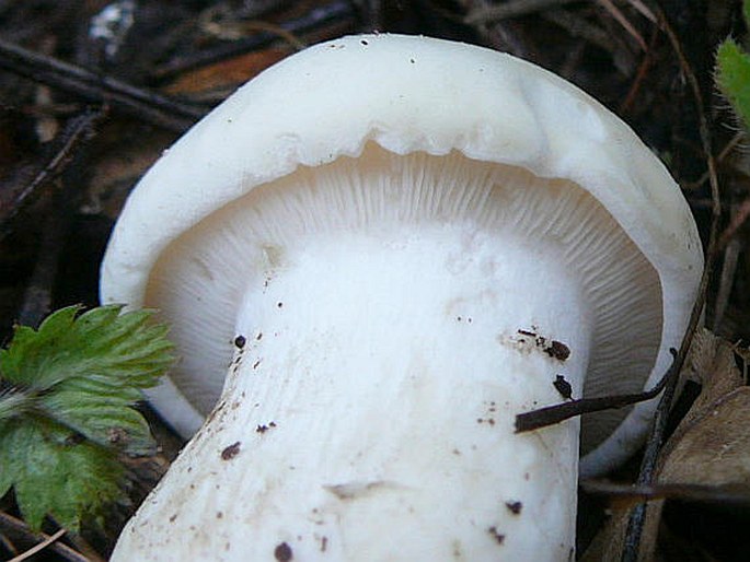 Calocybe gambosa