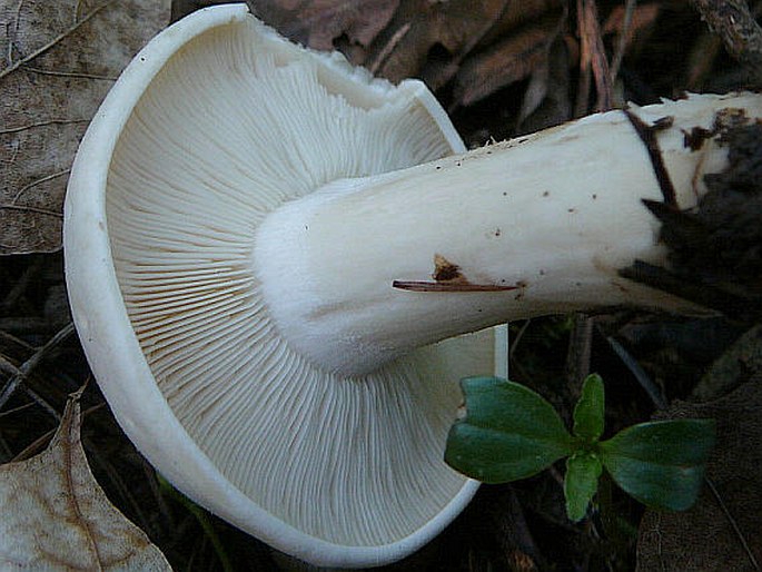 Calocybe gambosa