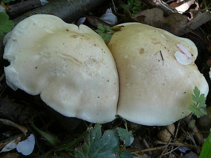 Calocybe gambosa