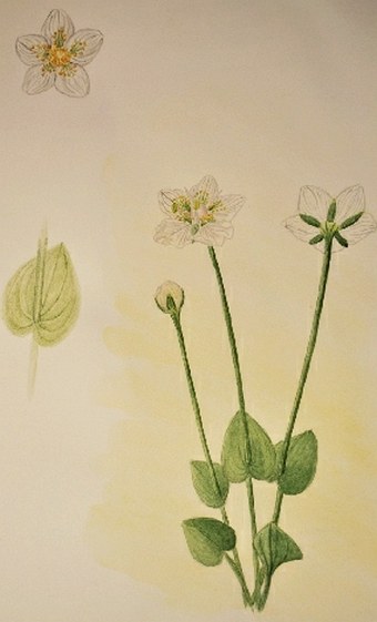Soutěž Nejlepší botanická ilustrace roku 2011 - Michaela Malečková