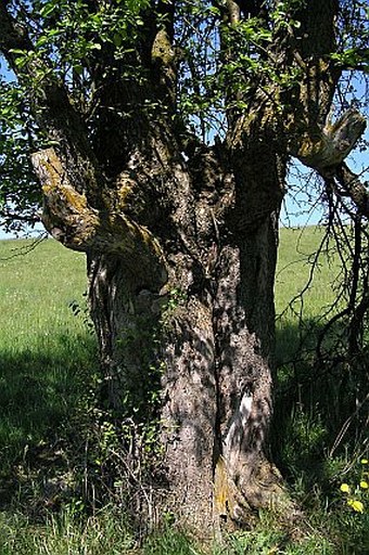 Malus sylvestris