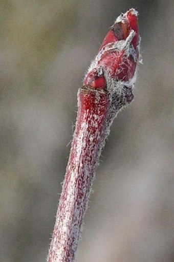 Malus sylvestris