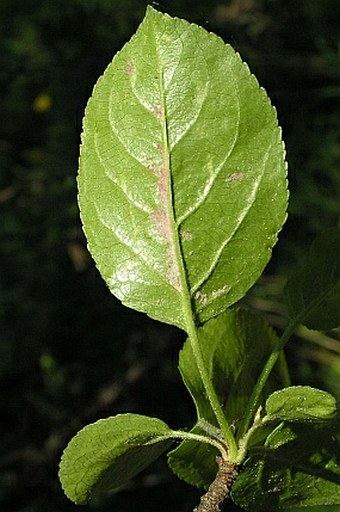 Malus sylvestris