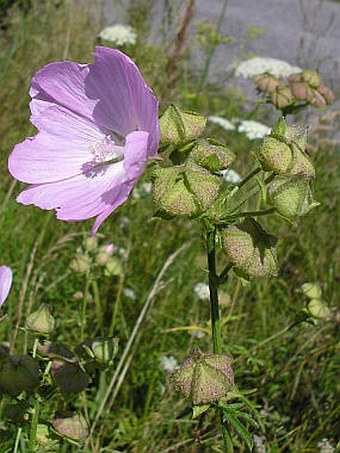 Malva alcea