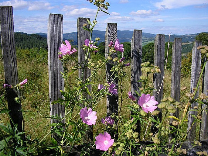 Malva alcea