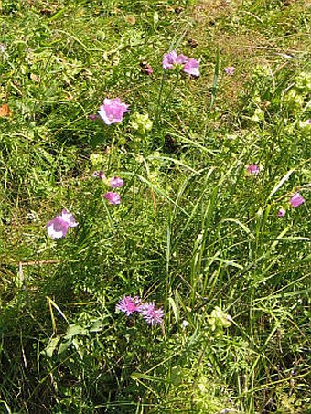 Malva moschata