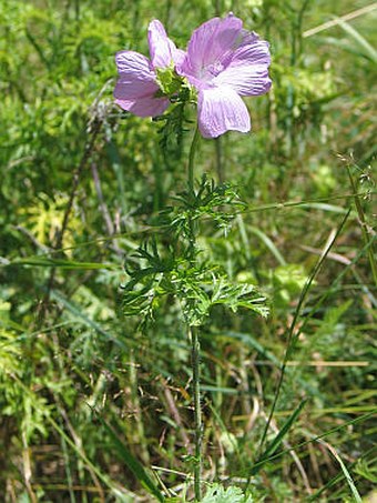 Malva moschata