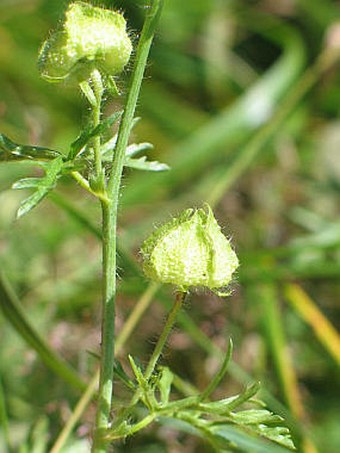 Malva moschata