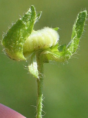 Malva moschata