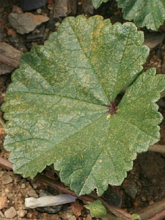 Malva neglecta