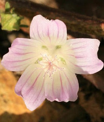 Malva neglecta