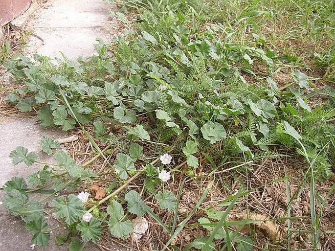 Malva neglecta