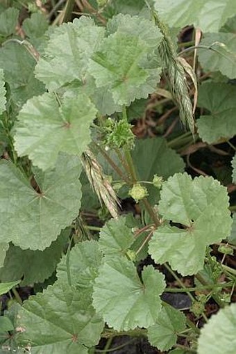 Malva pusilla